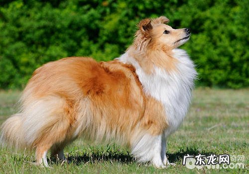 不一样被毛的整理方法