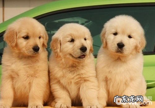 小狗如何算聪慧