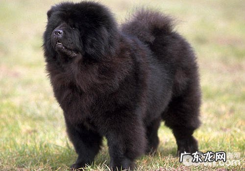 小狗如何算聪慧