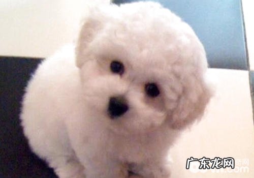 小狗破口大骂的缘故有什么