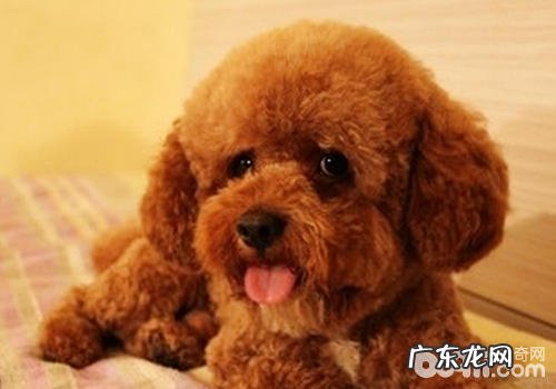 小狗破口大骂的缘故有什么