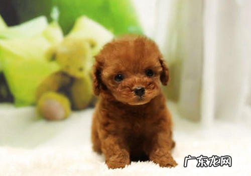 狗狗的寿命一样在增加