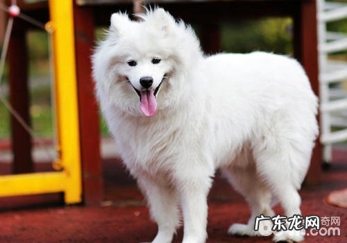 老年人犬疑难问题及喂养留意