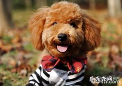 老年人犬疑难问题及喂养留意