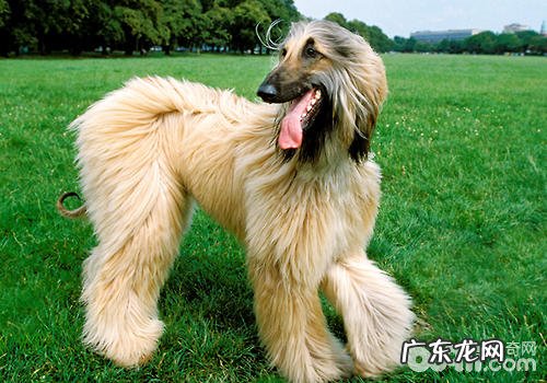 为何小狗见到主人家回家了会出现异常激动