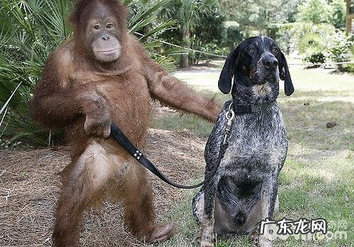 狗比大猩猩更懂人们？