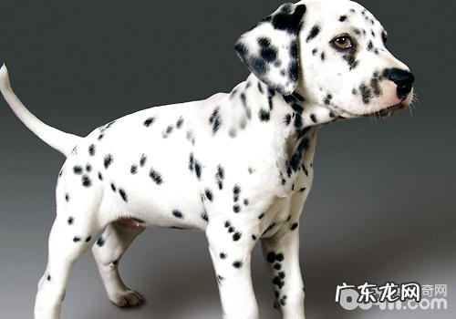 狗比大猩猩更懂人们？