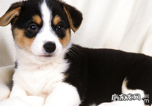 狗可否明白主人家的人际交往