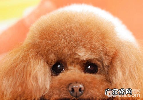 为什么有的小狗认不出来显示屏中的饲主