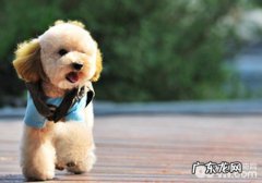 帮狗狗取名很重要？