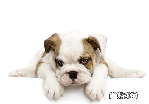 小狗在被挠肚子时为什么会伸腿