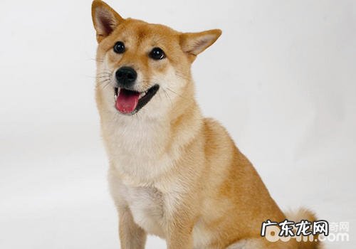 小狗歪脖子是装萌還是另有深刻含义