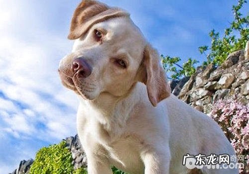 小狗歪脖子是装萌還是另有深刻含义