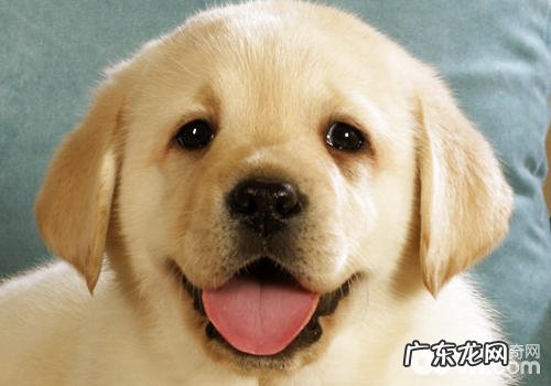 与小宠物太亲密接触很有可能会有什么难题