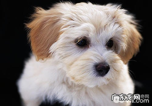 与小宠物太亲密接触很有可能会有什么难题