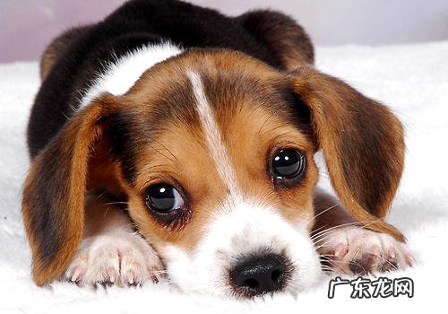 如何看小狗纯不良