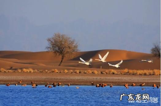 阿拉善，这么美，你会去看看吗？