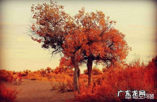 阿拉善，这么美，你会去看看吗？