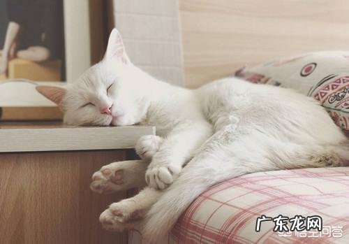 猫上火便秘的话，平时吃什么可以快速通便？