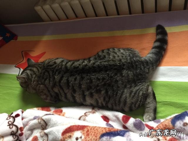 猫上火便秘的话，平时吃什么可以快速通便？