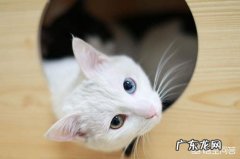 猫上火便秘的话，平时吃什么可以快速通便？