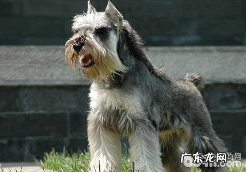 雪纳瑞能够剪修什么造型设计