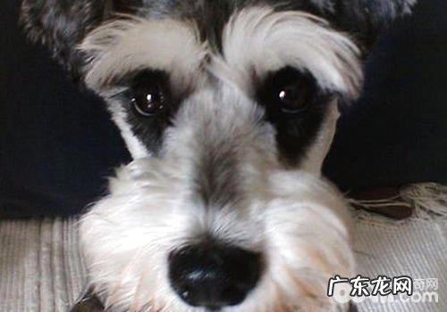 雪纳瑞能够剪修什么造型设计