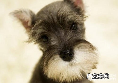 雪纳瑞能够剪修什么造型设计