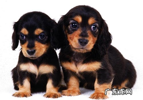 如何确保小狗一切正常发情期