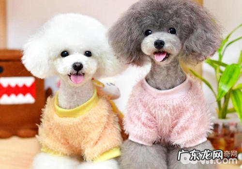 如何确保小狗一切正常发情期