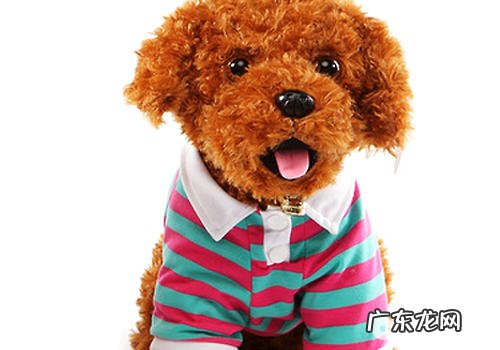 自身帮小狗剪裁衣服裤子要注意什么