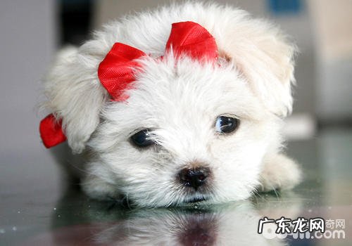 小狗被头发黄该怎么办