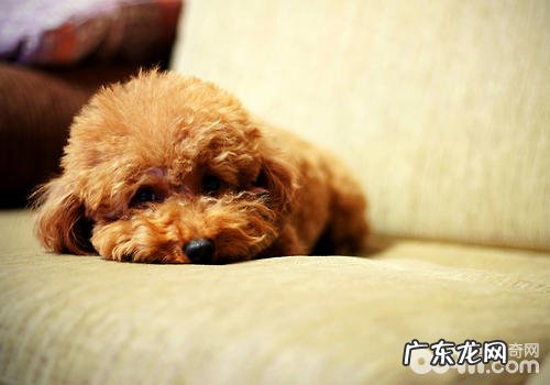 孕妈妈被狗咬伤应该怎么办