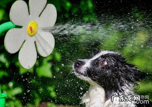 小狗洗澡用哪种比较好