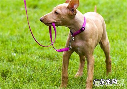 应用狗狗牵引绳的八大益处