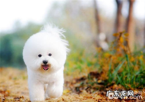 比熊沐浴露的选择关键点