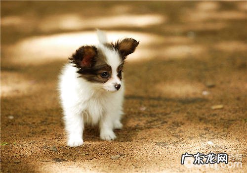 小狗保健产品的购买关键点