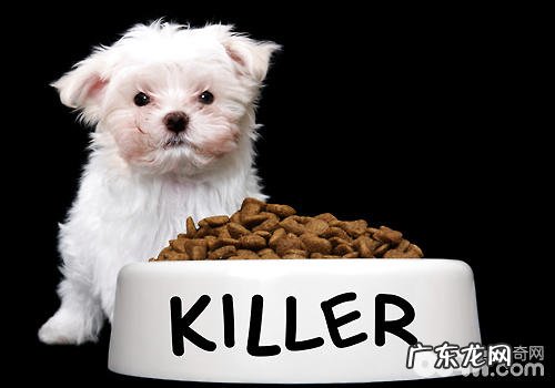 幼狗不喂狗粮该怎么办