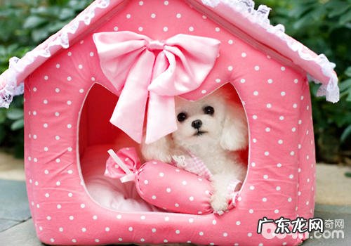 狗狗的窝应用有什么注重