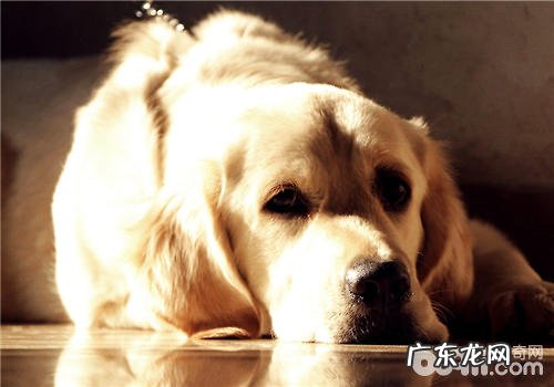 小狗大豆卵磷脂的功效剖析