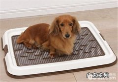 狗狗厕所的归类及购买关键点