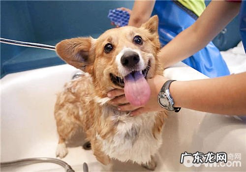 小狗用的沐浴乳应当如何选择