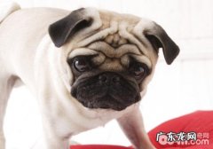 温度湿度对小狗有哪些危害