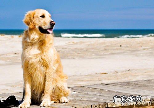 温度湿度对小狗有哪些危害