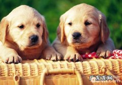 宠物狗会哆嗦的缘故有什么