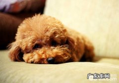 10天观察法可清除狂犬病毒？