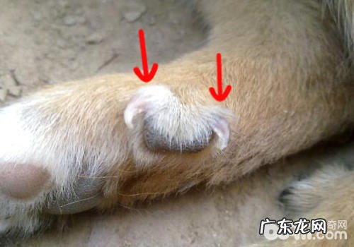 小狗有什么非常容易被错认的一切正常位置