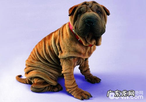 如何阻拦狗狗打架