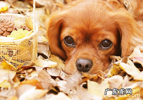 如何帮小狗释放压力