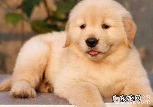 小狗喂养有关规则